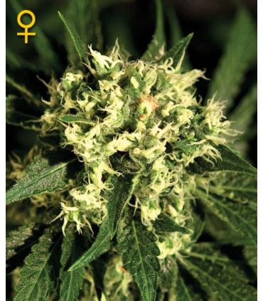 Kalashnikova Autoflowering