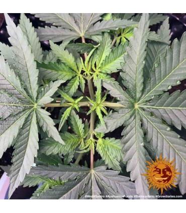 Ayahuasca Purple (Barney's Farm)