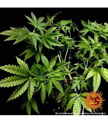 Ayahuasca Purple (Barney's Farm)