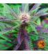 Ayahuasca Purple (Barney's Farm)