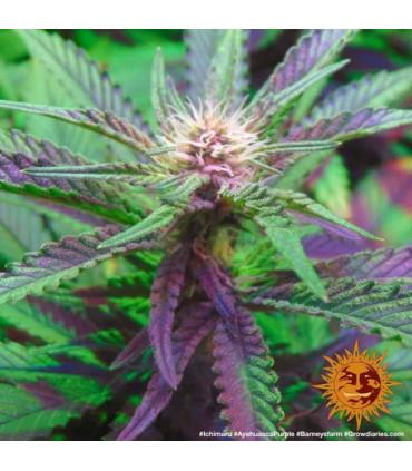 Ayahuasca Purple (Barney's Farm)