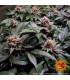Ayahuasca Purple (Barney's Farm)
