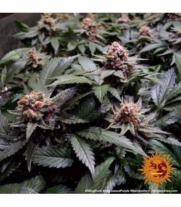 Ayahuasca Purple (Barney's Farm)