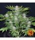 Ayahuasca Purple (Barney's Farm)