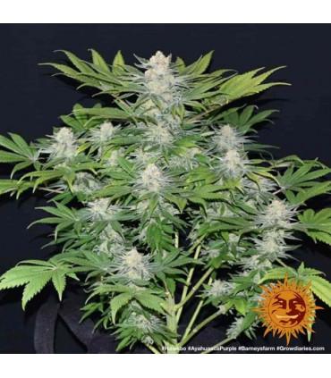 Ayahuasca Purple (Barney's Farm)