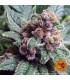 Ayahuasca Purple (Barney's Farm)