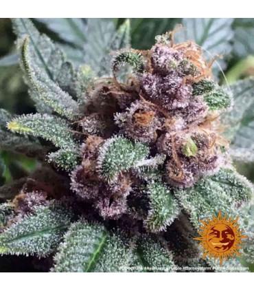 Ayahuasca Purple (Barney's Farm)