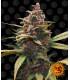 Ayahuasca Purple (Barney's Farm)