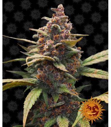 Ayahuasca Purple (Barney's Farm)