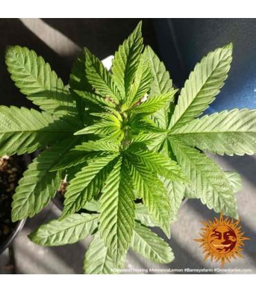 Amnesia Lemon (Barney's Farm)