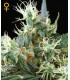 Northern Light Autoflowering