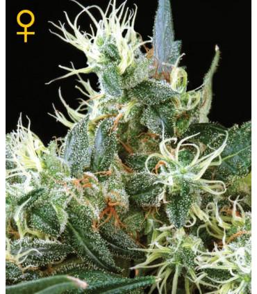 Northern Light Autoflowering