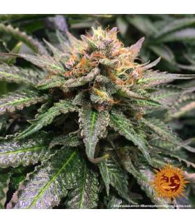 Amnesia Lemon (Barney's Farm)