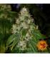 Amnesia Lemon (Barney's Farm)