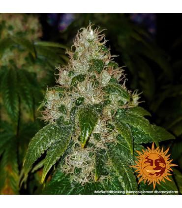 Amnesia Lemon (Barney's Farm)
