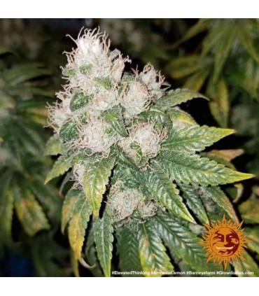 Amnesia Lemon (Barney's Farm)