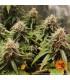 Amnesia Lemon (Barney's Farm)