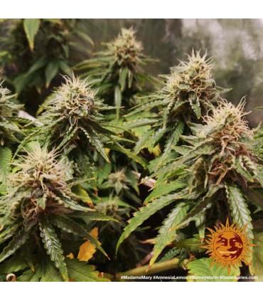 Amnesia Lemon (Barney's Farm)