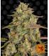 Amnesia Lemon (Barney's Farm)