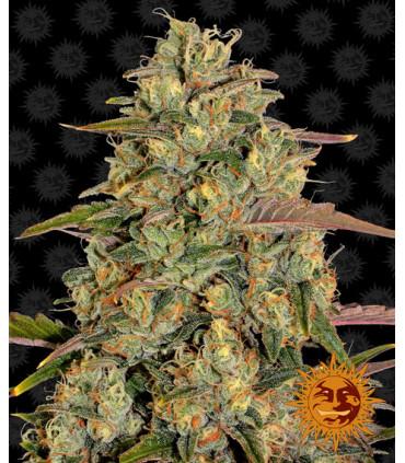 Amnesia Lemon (Barney's Farm)