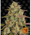 Amnesia Lemon