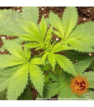 Acapulco Gold - Barney's Farm