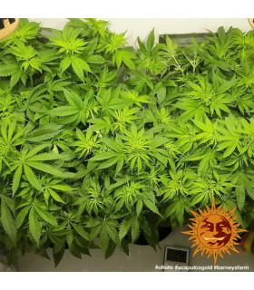 Acapulco Gold - Barney's Farm