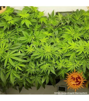 Acapulco Gold - Barney's Farm