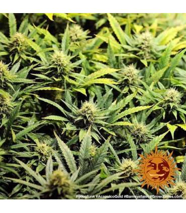 Acapulco Gold - Barney's Farm