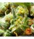 Acapulco Gold - Barney's Farm