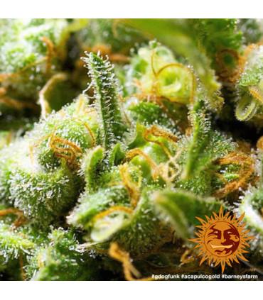 Acapulco Gold - Barney's Farm