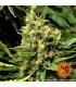 Acapulco Gold - Barney's Farm