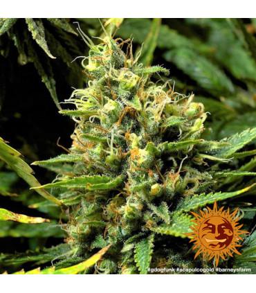 Acapulco Gold - Barney's Farm