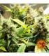 Acapulco Gold - Barney's Farm