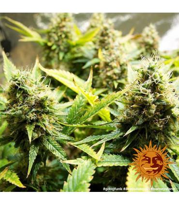 Acapulco Gold - Barney's Farm