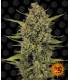 Acapulco Gold - Barney's Farm