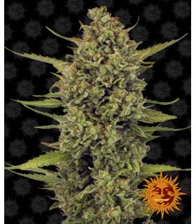 Acapulco Gold - Barney's Farm