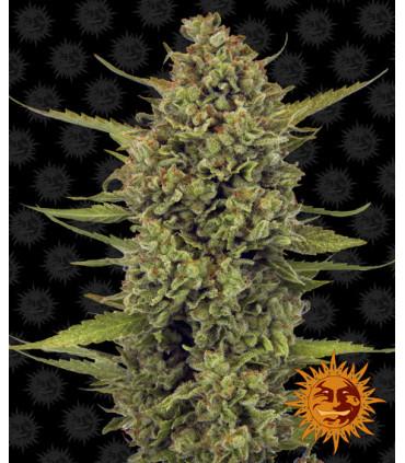 Acapulco Gold - Barney's Farm