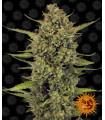 Acapulco Gold
