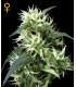 Sweet Mango Autoflowering
