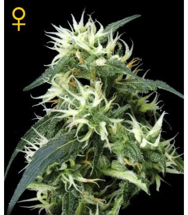 Sweet Mango Autoflowering