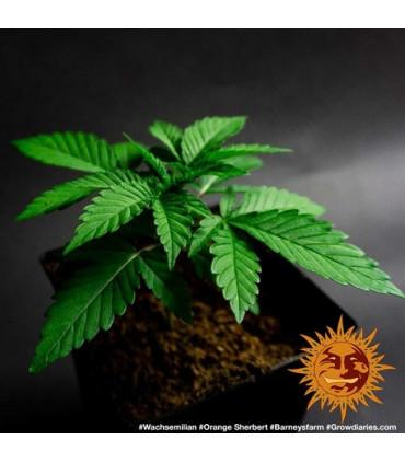 Orange Sherbert (Barney's Farm)