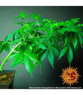 Orange Sherbert (Barney's Farm)