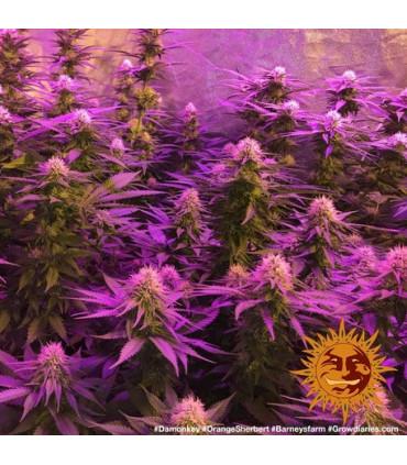 Orange Sherbert (Barney's Farm)