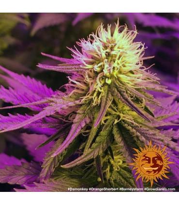 Orange Sherbert (Barney's Farm)