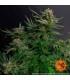 Orange Sherbert (Barney's Farm)