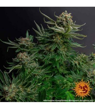 Orange Sherbert (Barney's Farm)