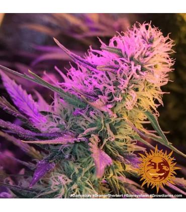 Orange Sherbert (Barney's Farm)