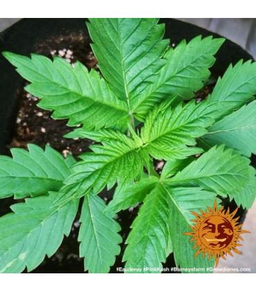 Pink Kush (Barney's Farm)