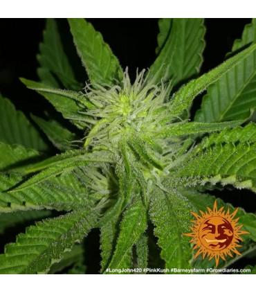 Pink Kush (Barney's Farm)